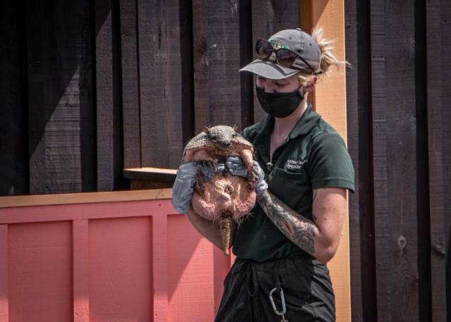Image shows armadillo being held by staff at Safari Niagara.