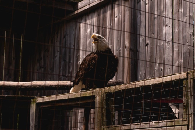 Image shows eagle in enclosure at Saunders Country Critters.