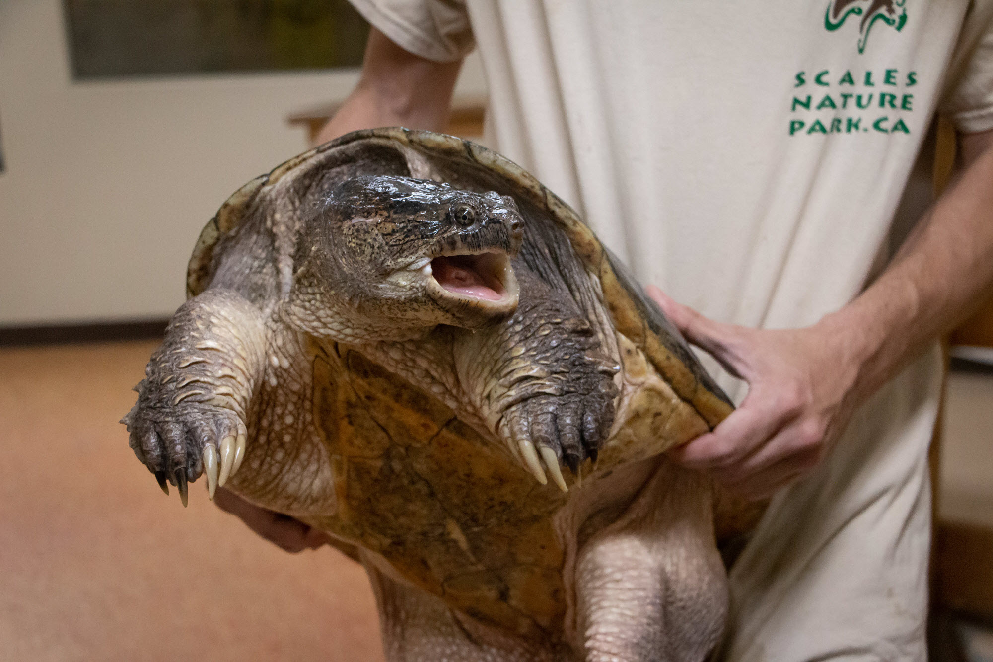 Image shows tortoise held by staff at Scales Nature Park.