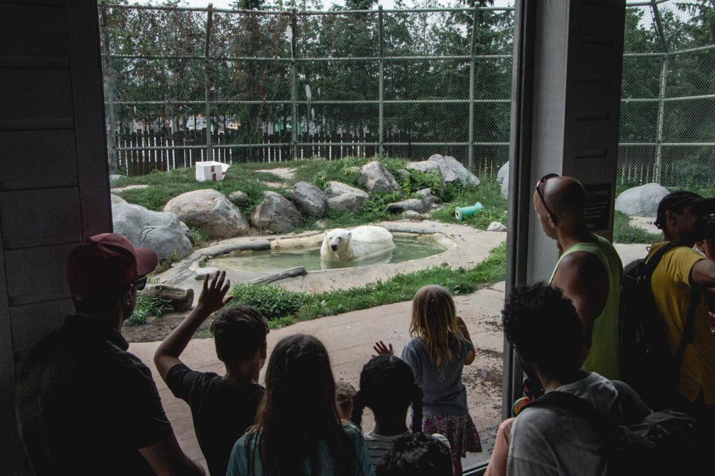 Image shows sad-looking polar bear at enclosure in Toronto Zoo in Animal Justice exposé.