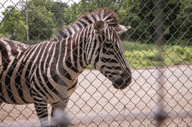 Image shows zebra at Twin Valley Nature Park.