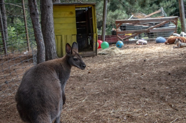 Image shows kangaroo in enclosure at Waddles'n'Wags Animal Haven.