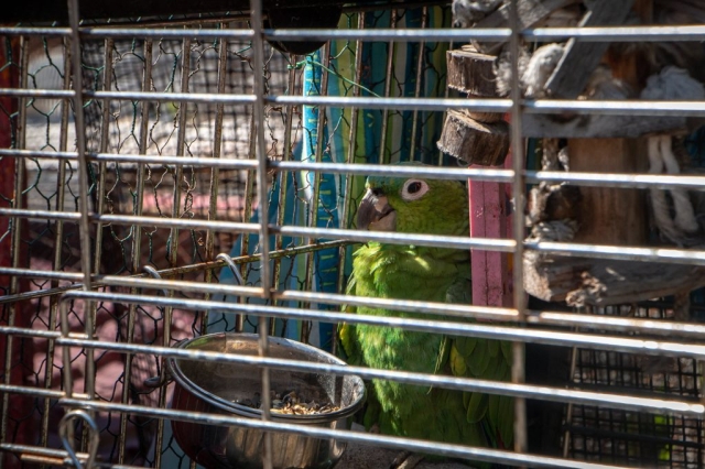 Image shows bird in enclosure at Waddles'n'Wags Animal Haven.