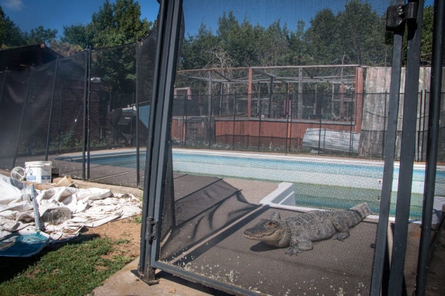 Image shows alligator in enclosure with swimming pool at Waddles'n'Wags Animal Haven.