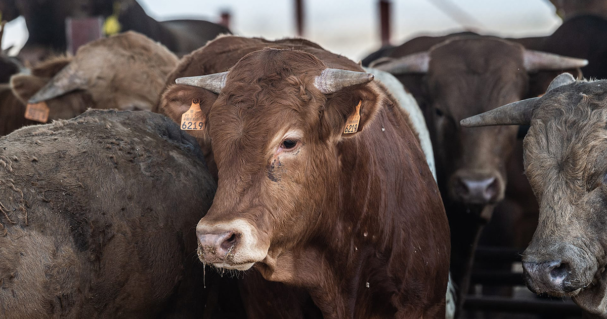 Image shows cow in beef industry feedlot.