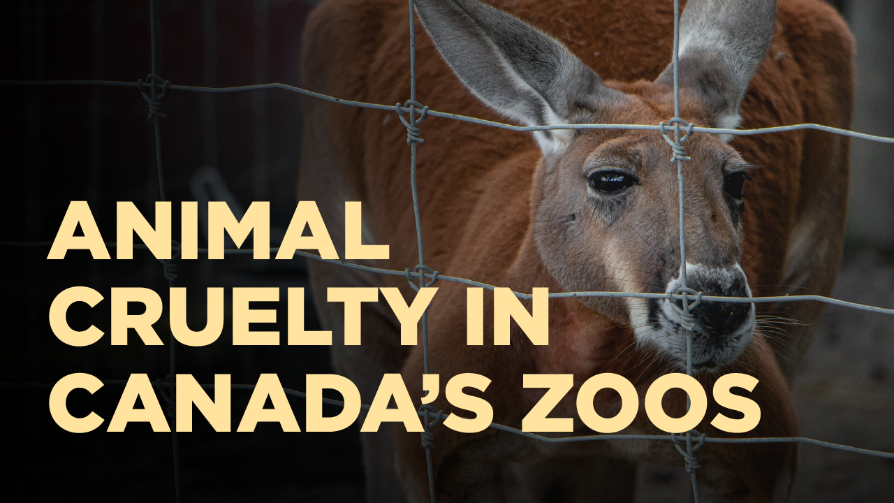 Crisis of Cruelty in Canada's Zoos - Animal Justice
