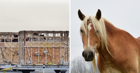 Government Petition e-4190: End the Live Export of Horses for Slaughter