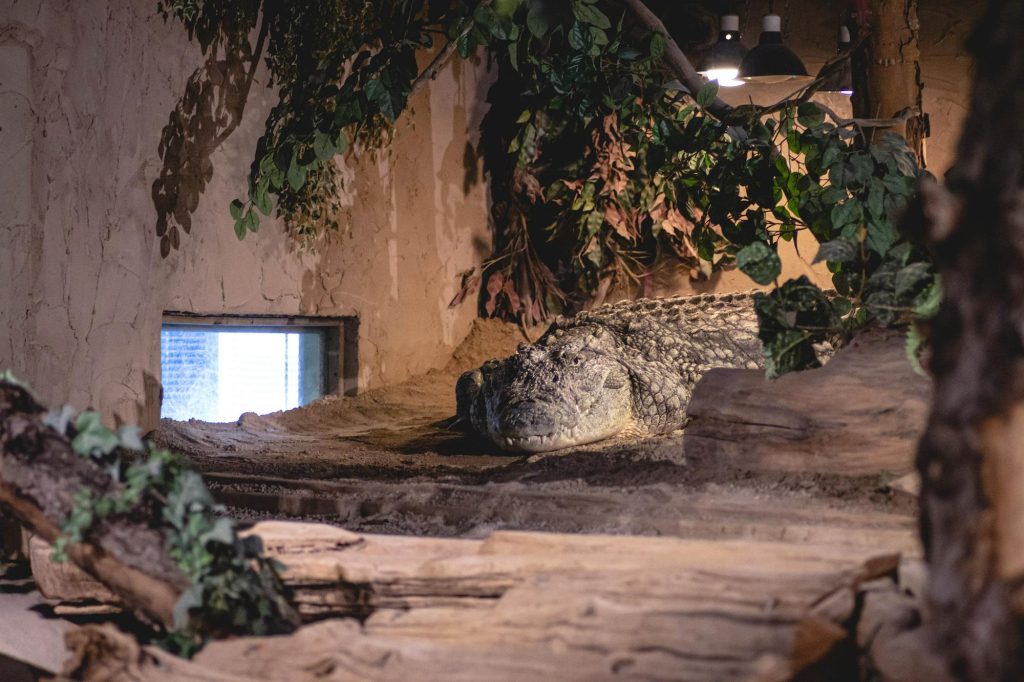 Image shows enclosure at Reptilia Vaughan