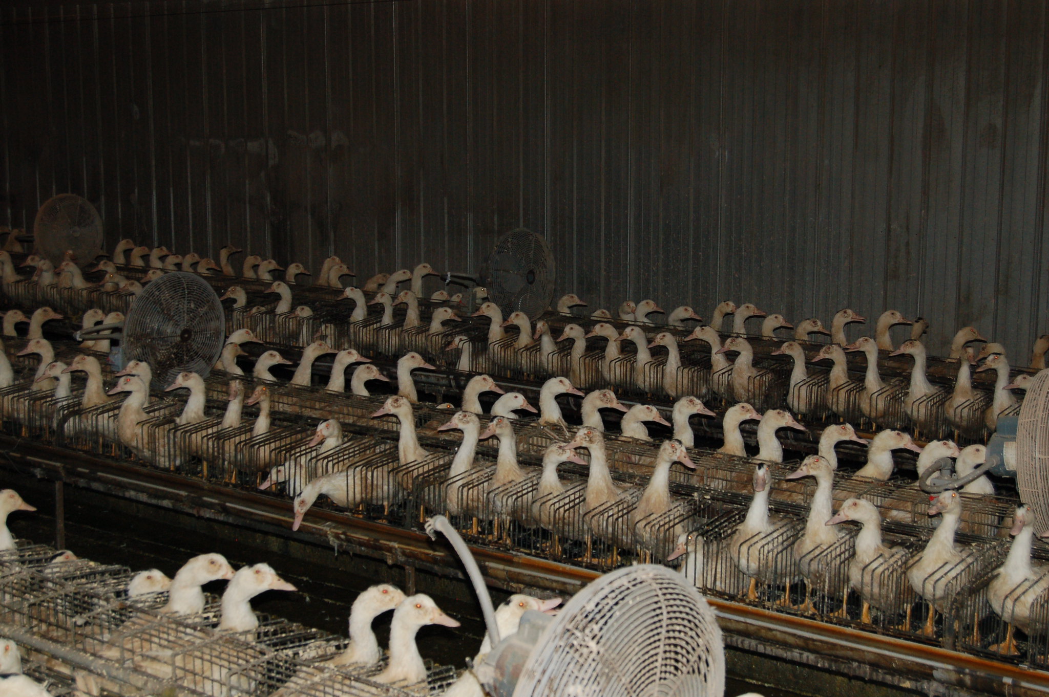 The inside of a Quebec foie gras operation.