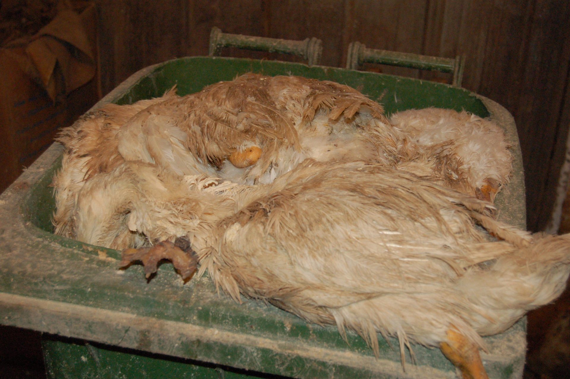 “Made in Quebec” Foie Gras is Just as Cruel Animal Justice