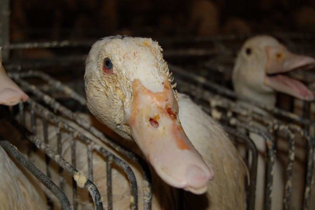 Ducks are immobilized in individual cages.