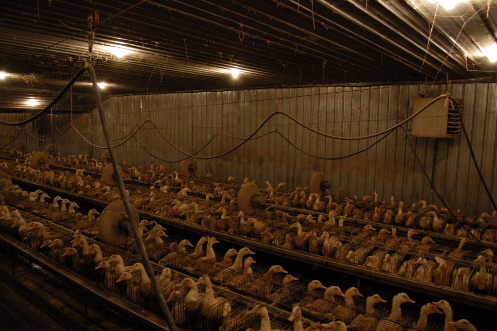 The inside of a Quebec foie gras operation.