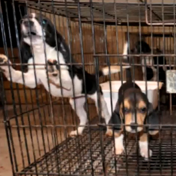 Image shows puppies in crate