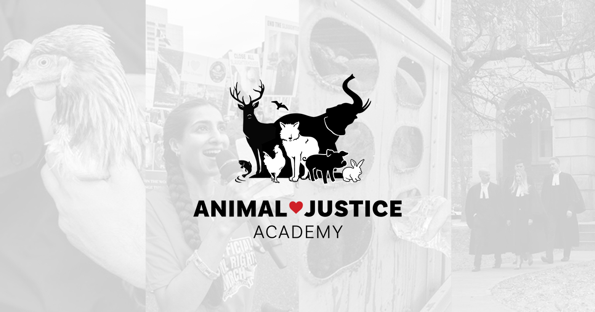 The Animal Justice Academy So Much in 2022 Animal Justice