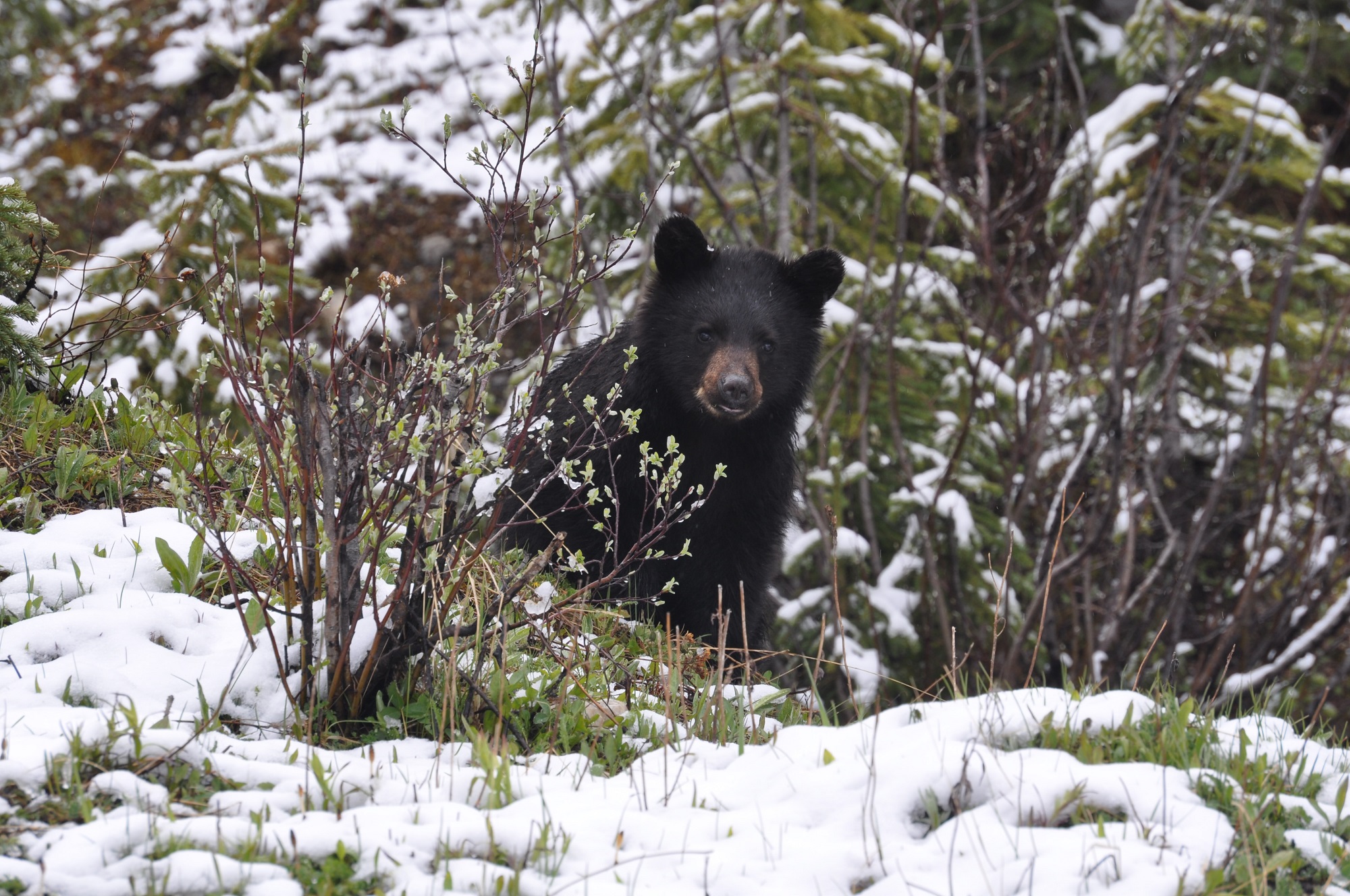 Image shows a black bear cub