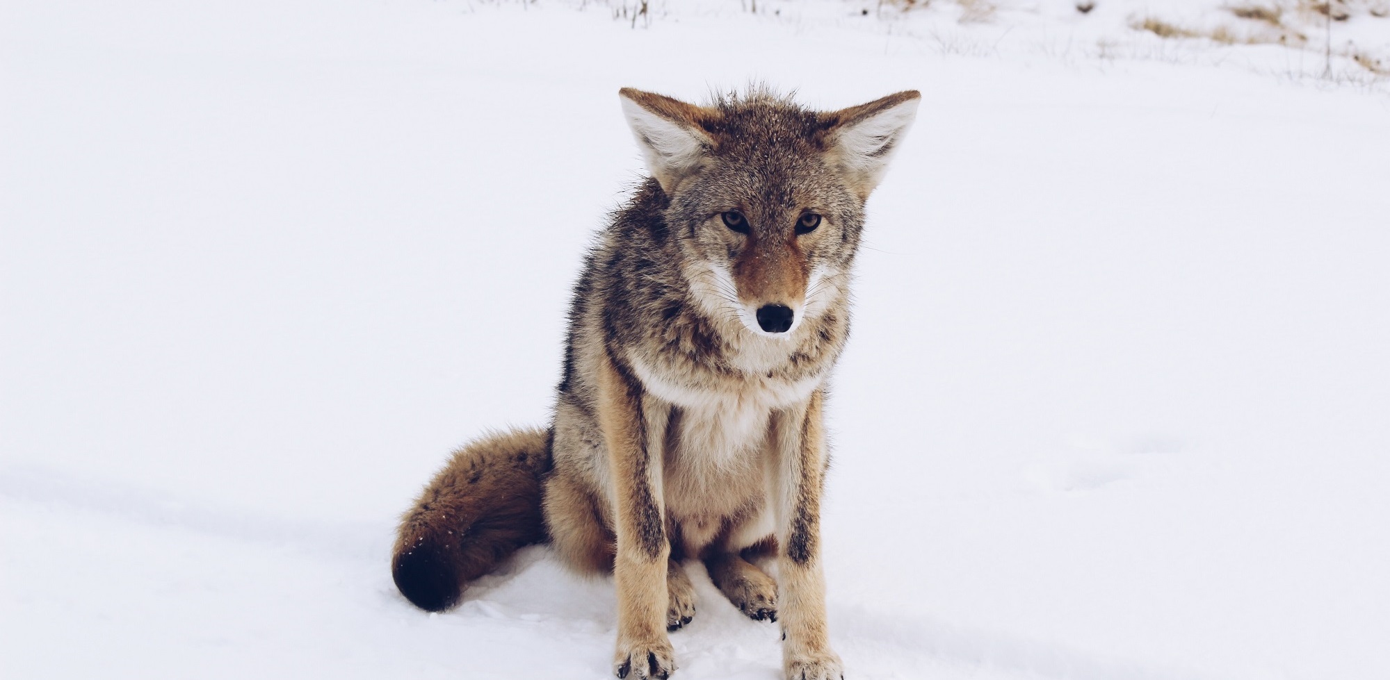 Image shows coyote in snow