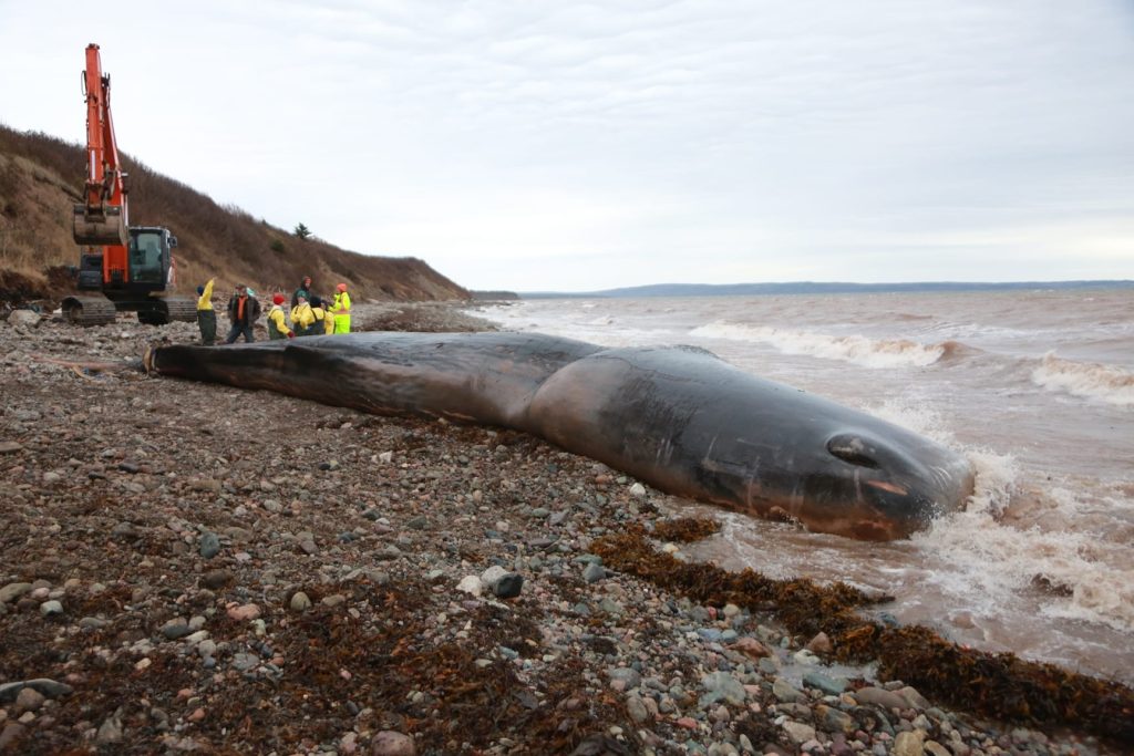 Image shows dead sperm whale who swallowed plastic fishing gear in Nova Scotia.