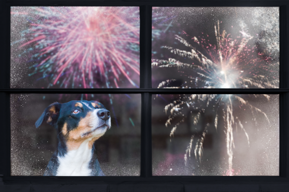 New Year’s Fireworks: Fun for Some, Terrifying for Animals