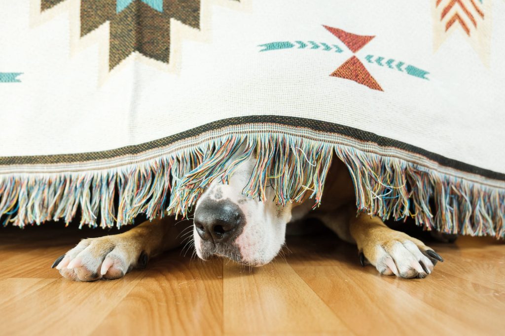 Image shows scared dog under blanket.