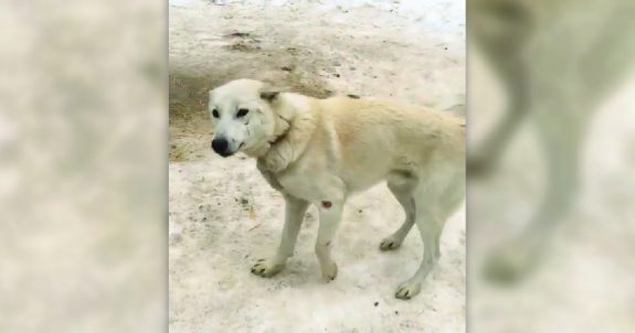 Dog Sledding Operation Loses Appeal, Court Finds Dogs Were Clearly In Distress