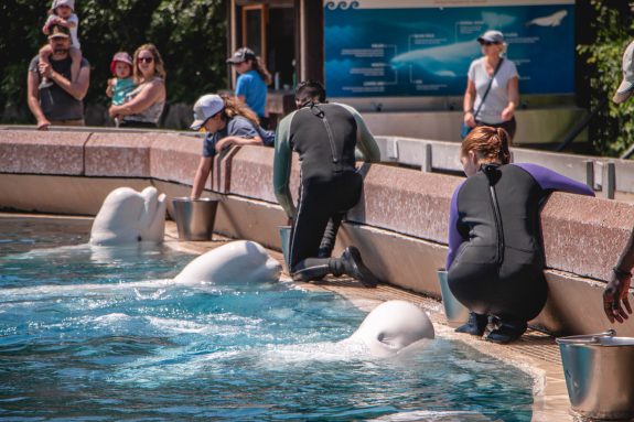 Finally Confirmed: Marineland Wants to Sell