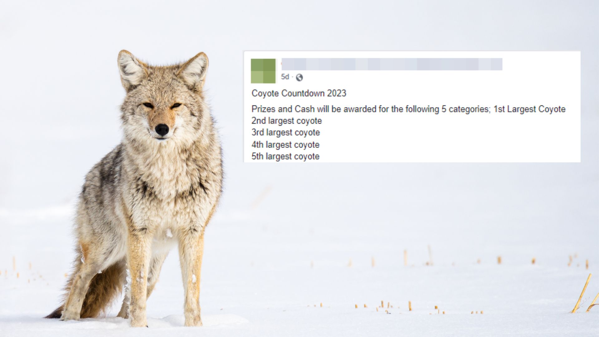 Image shows coyote with screenshot from Facebook