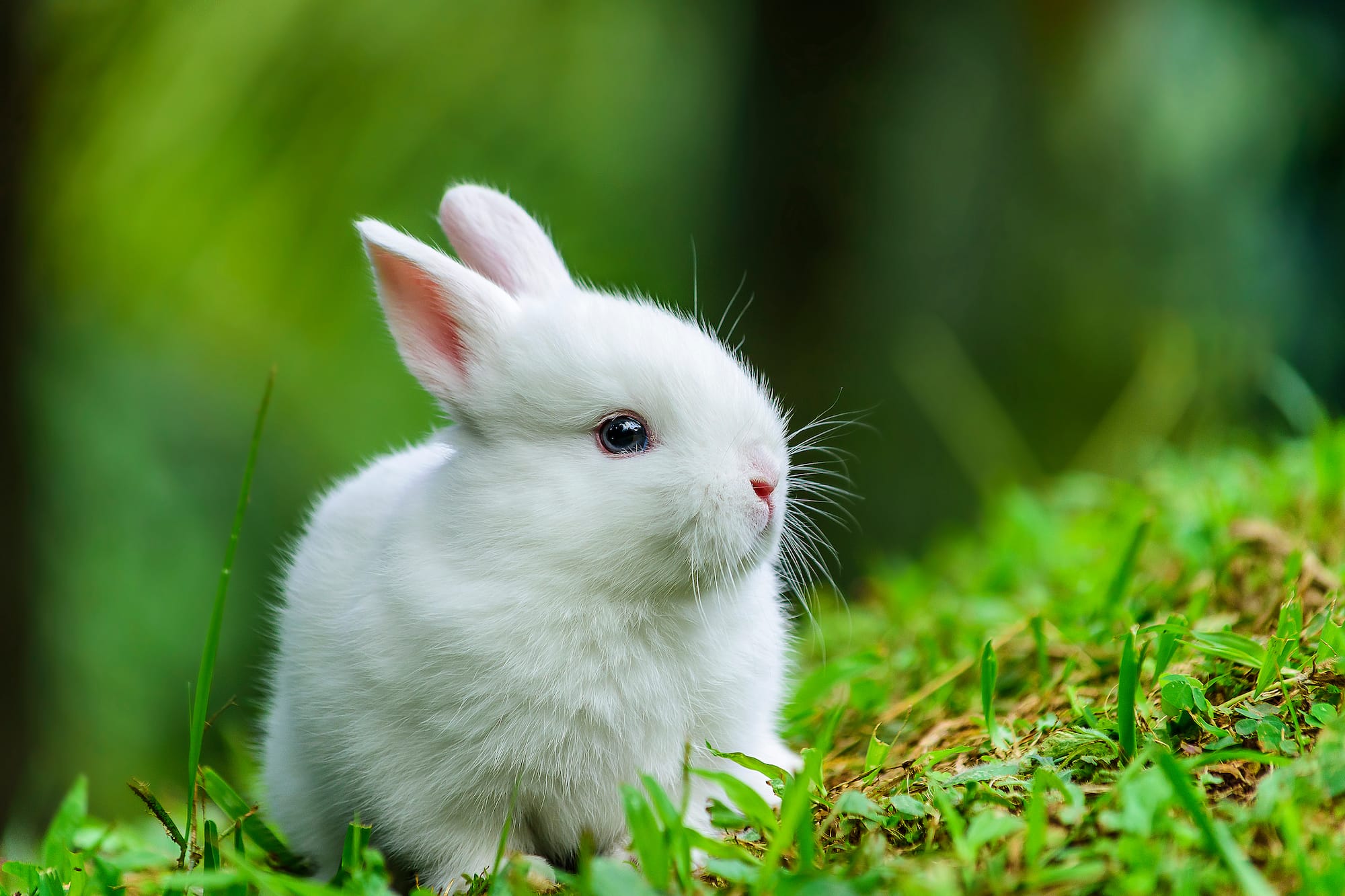 Image shows white rabbit in grass.