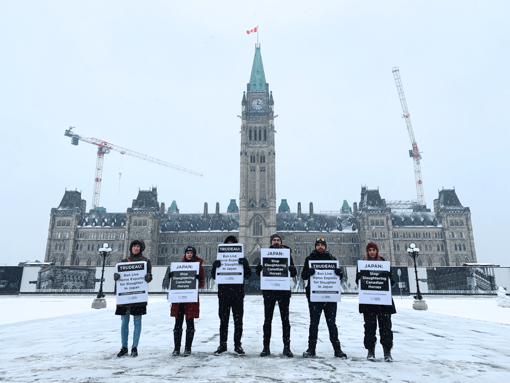 The demonstrators were there to highlight how thousands of live horses are exported from Alberta and Manitoba every year to be killed overseas.