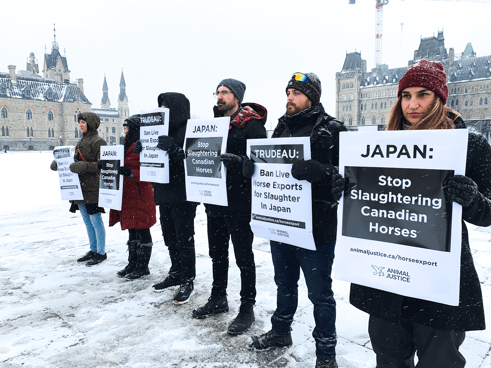 Animal activists remind the Prime Minister of his commitment to the live export of horses to Japan for slaughter.