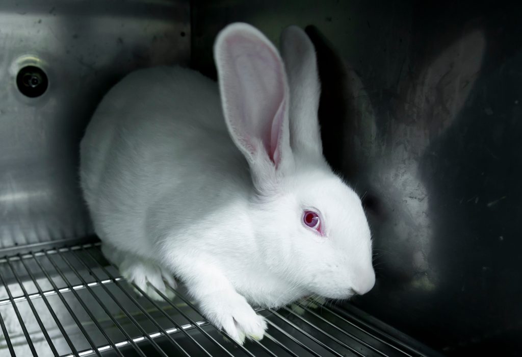 Will Canada Finally Ban Cosmetic Testing On Animals? - Animal Justice