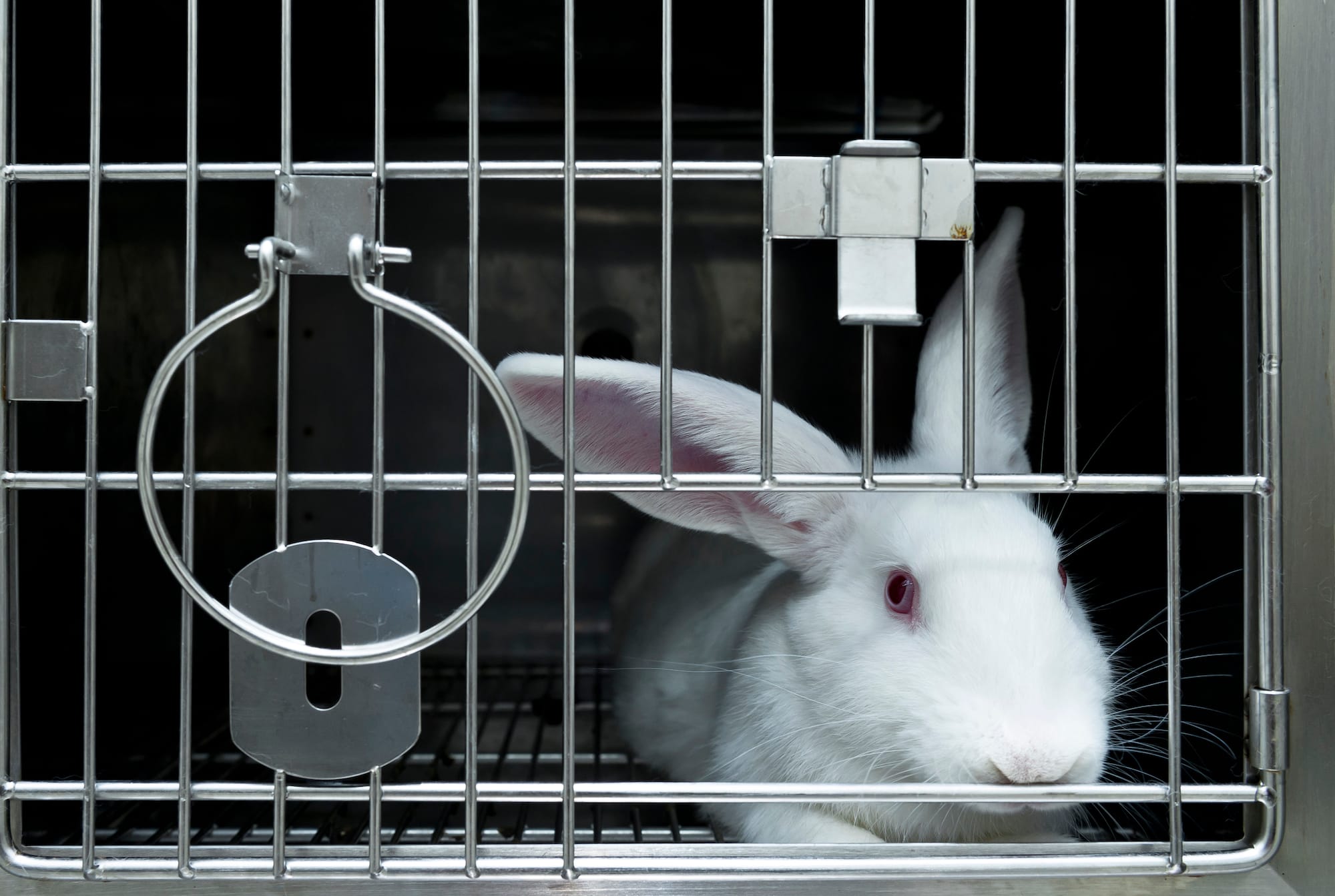 Image shows white rabbit in cage.