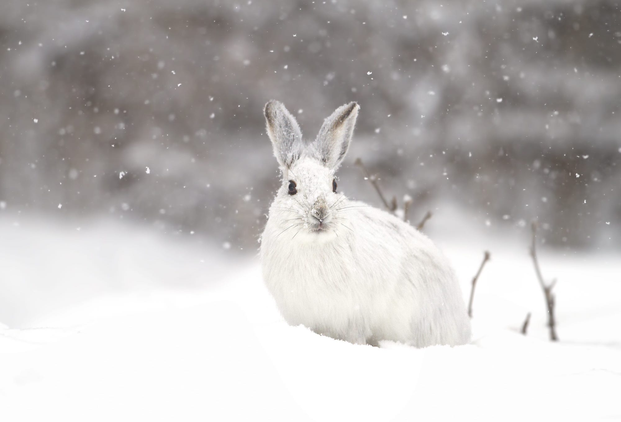 Image shows wild rabbit in snow.