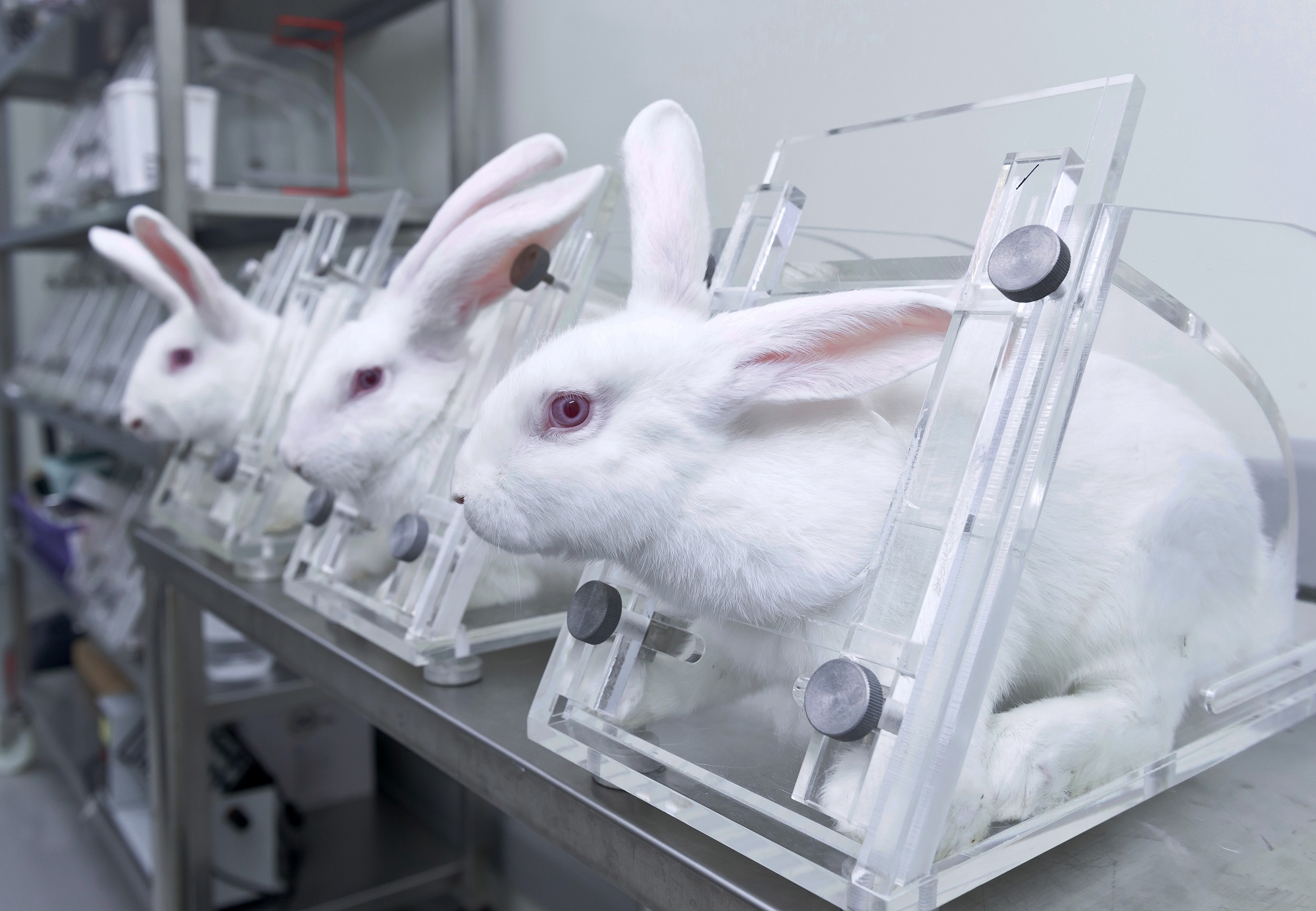 Image shows rabbits in lab.