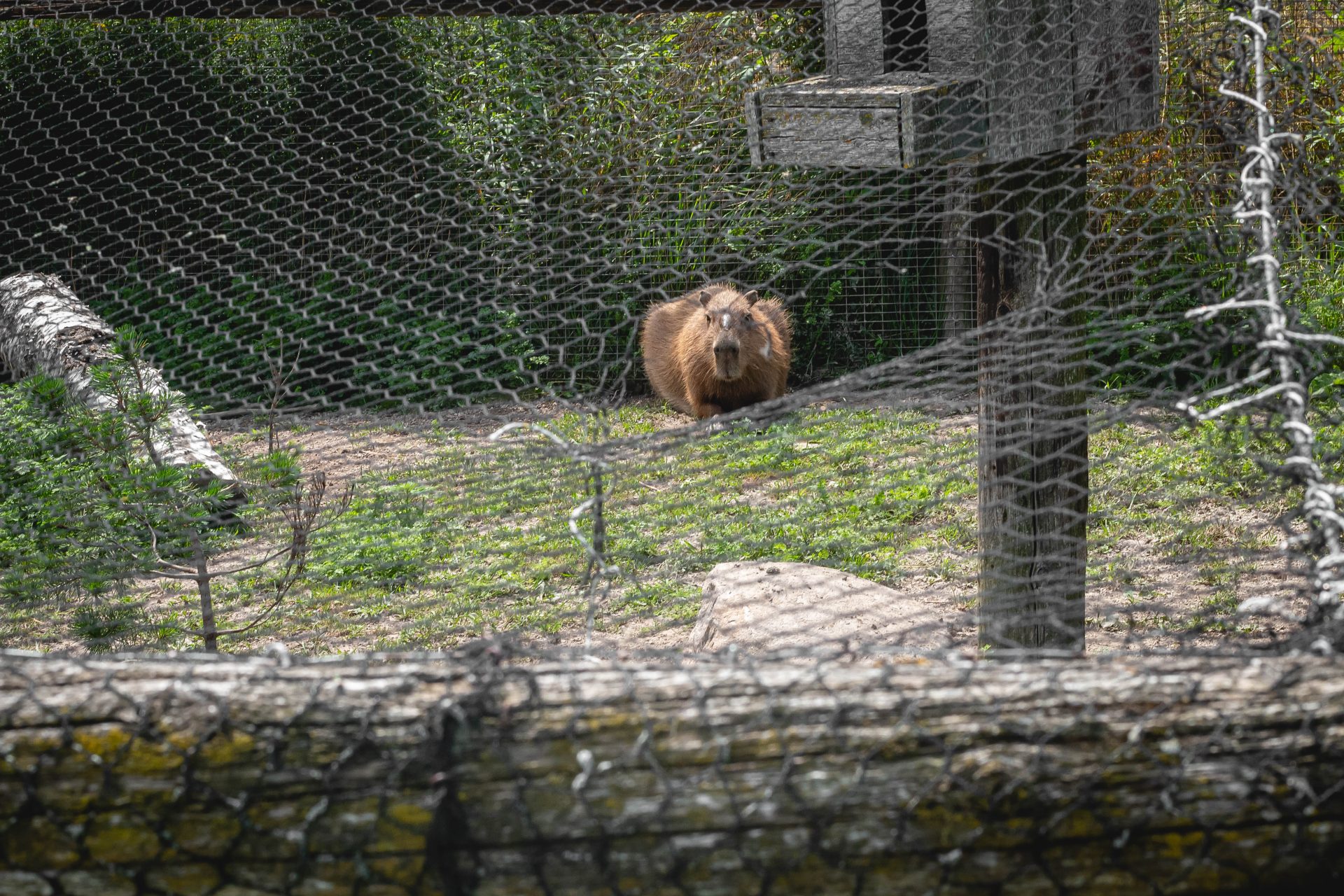 Inspectors Remove Distressed Animals from Ontario Roadside Zoo - Animal ...