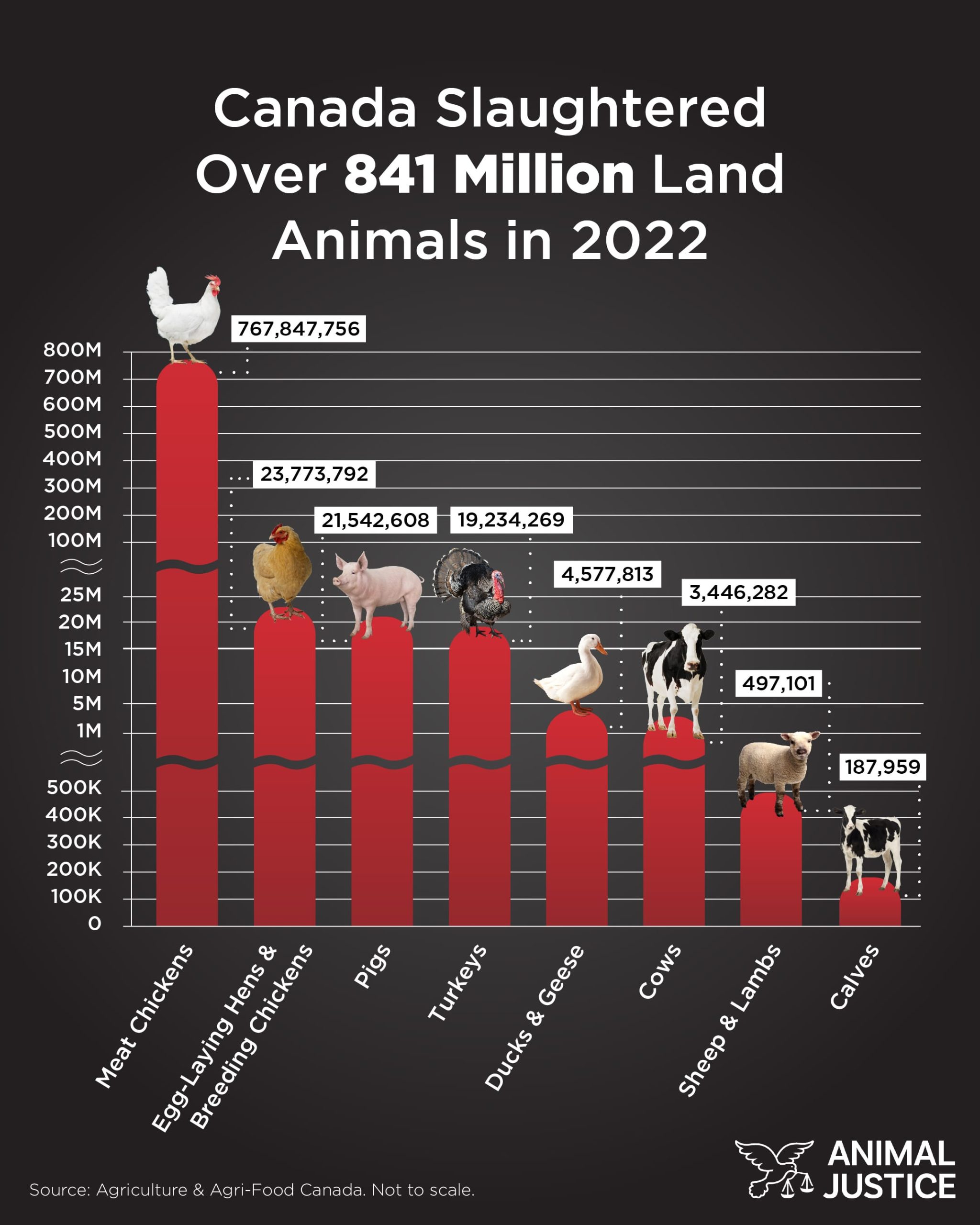 Image shows number of animals killed in Canada for food in 2022.