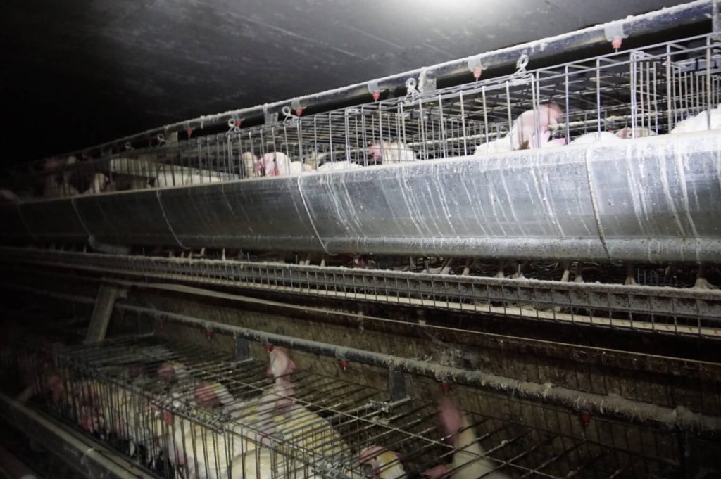 Image shows hens on egg farm.