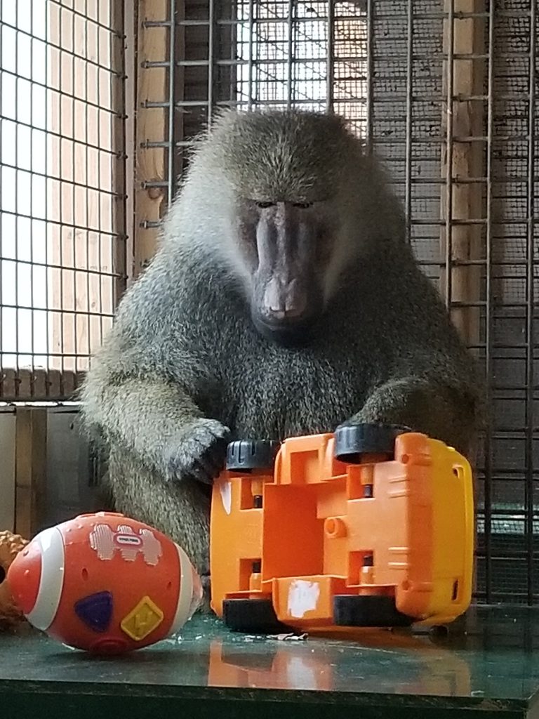 Bruno the baboon at Story Book