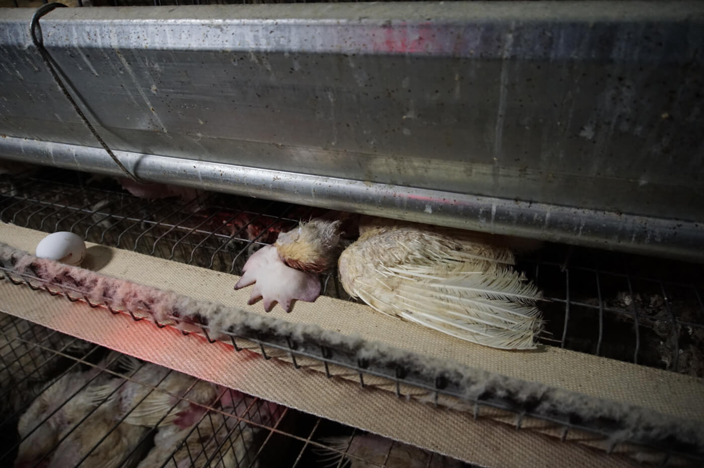 Image shows dead hen on farm.