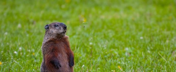 Leave Willie Alone! Groundhogs Suffer as Festival Props