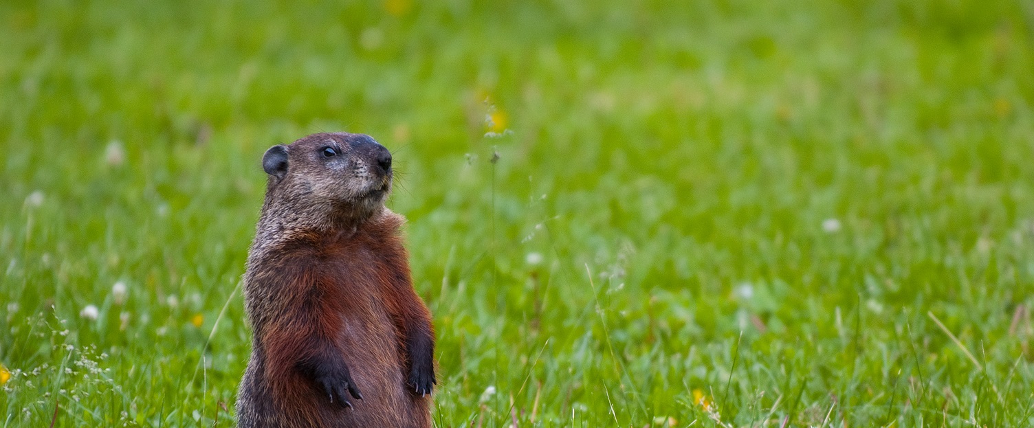 Image shows a groundhog standing