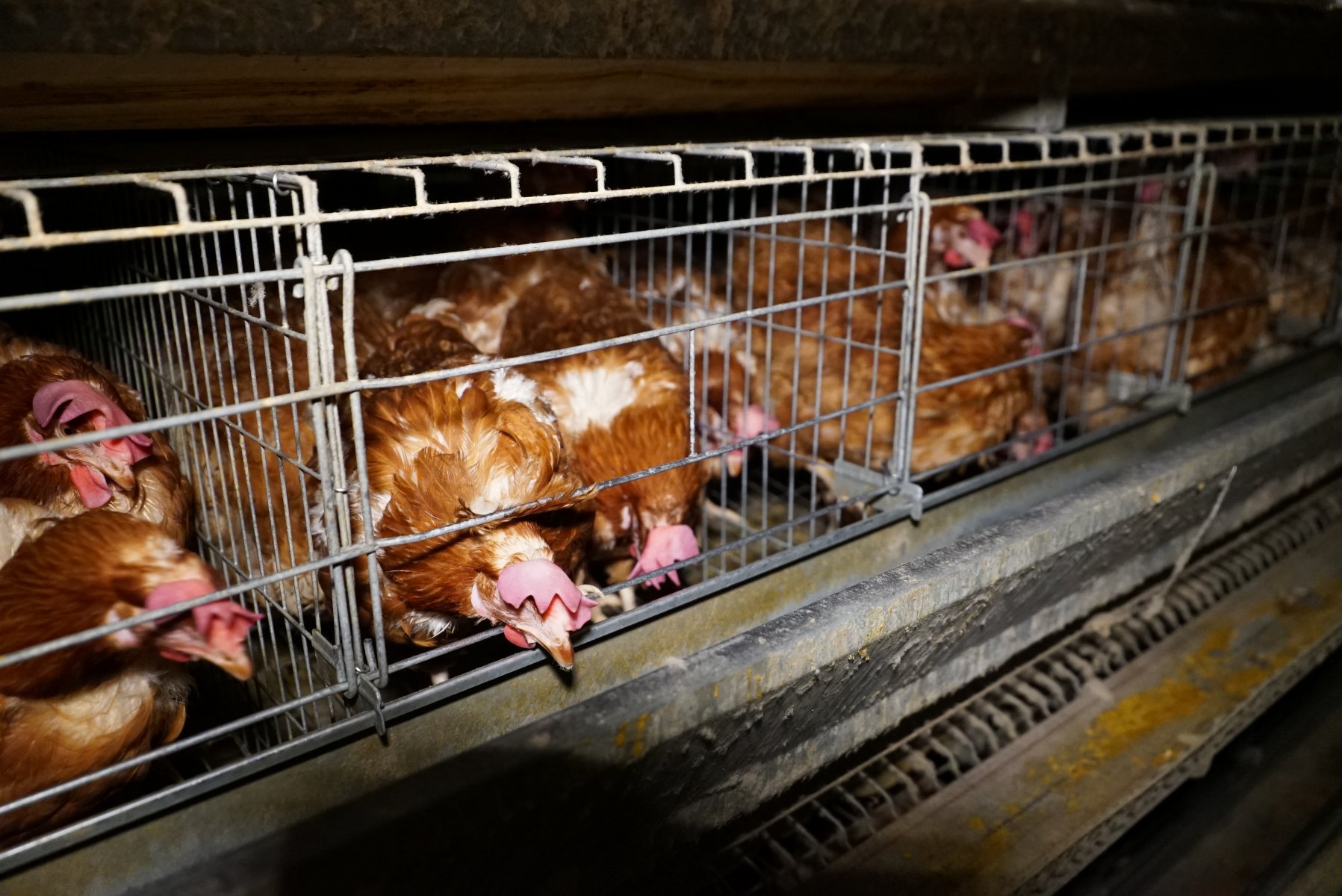 Image shows hens in battery cages