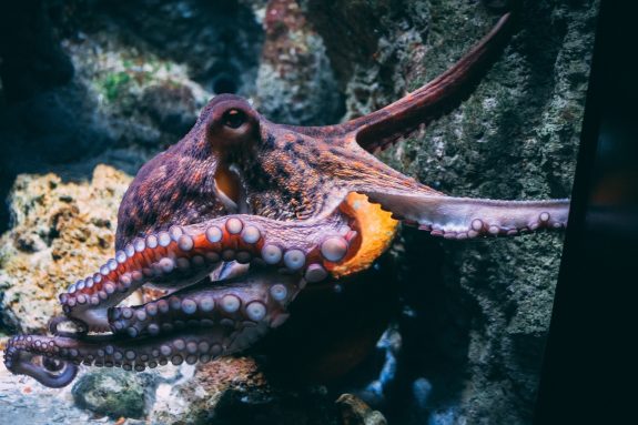 Government Petition: Ban Octopus Farming in Canada