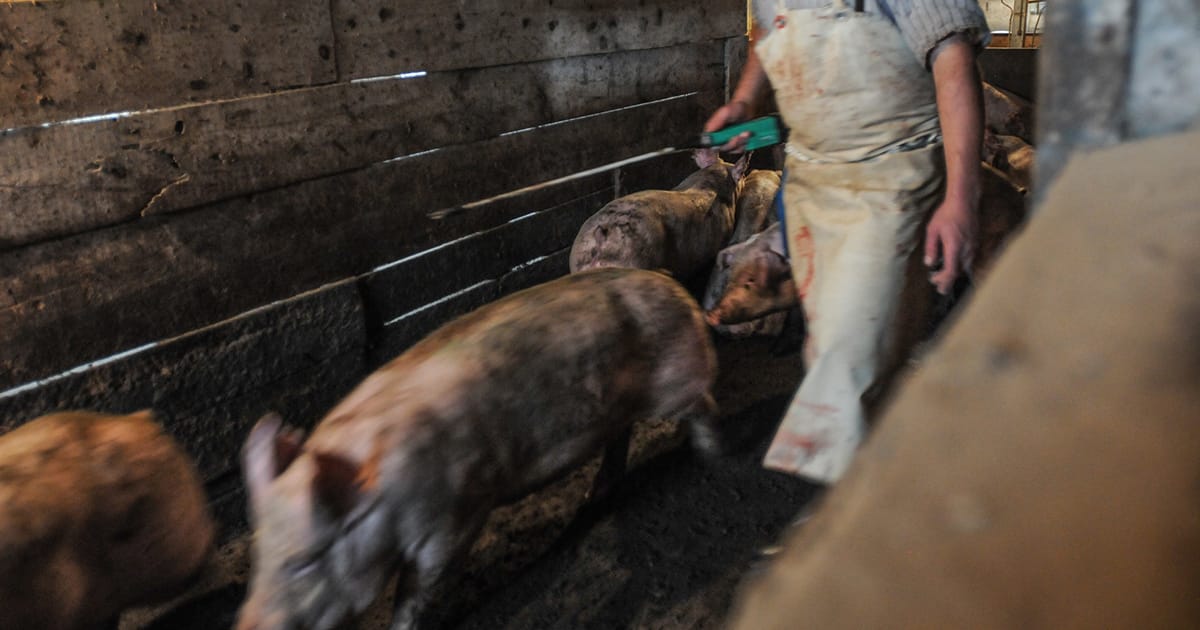 Slaughterhouse worker prods pigs through chutes to kill floor at a Southern Ontario slaughterhouse.