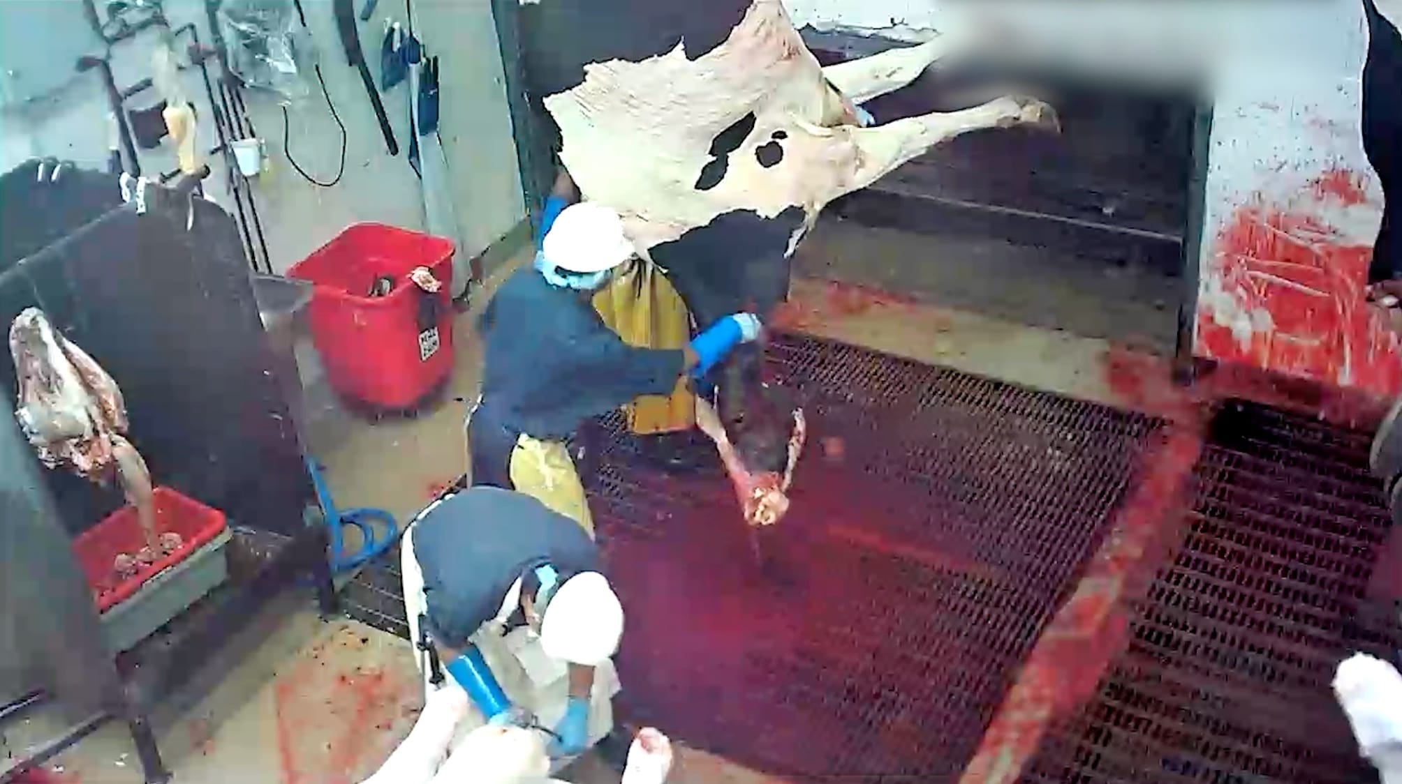 Image shows cow on kill floor in slaughterhouse.