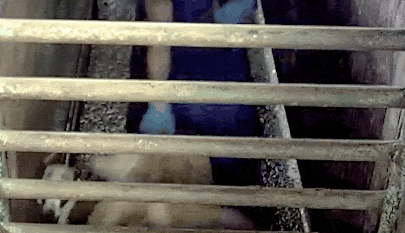Image shows goat being dragged by horns in slaughterhouse