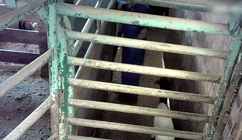Image shows goat trying to escape slaughter.