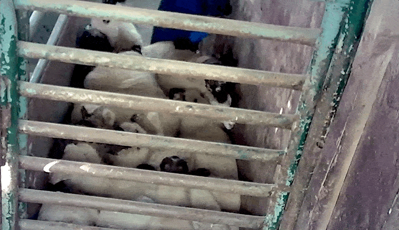 Image shows sheep cowering in slaughterhouse.
