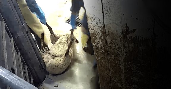 Join the Call for Video Surveillance in Canadian Slaughterhouses
