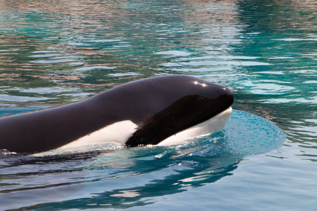 Image shows orca Kiska at Marineland.