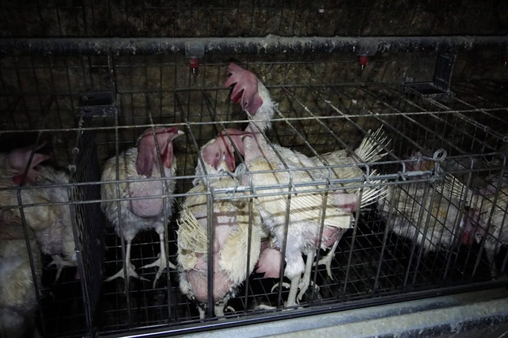 Image shows hen in battery cage in Abbotsford British Columbia
Photo: PETA